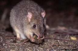 Brush tailed bettong Image from www.kidscyber.com.au