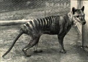 The Thylacine or Tasmanian Tiger Image from www.unexplainedaustralia.com